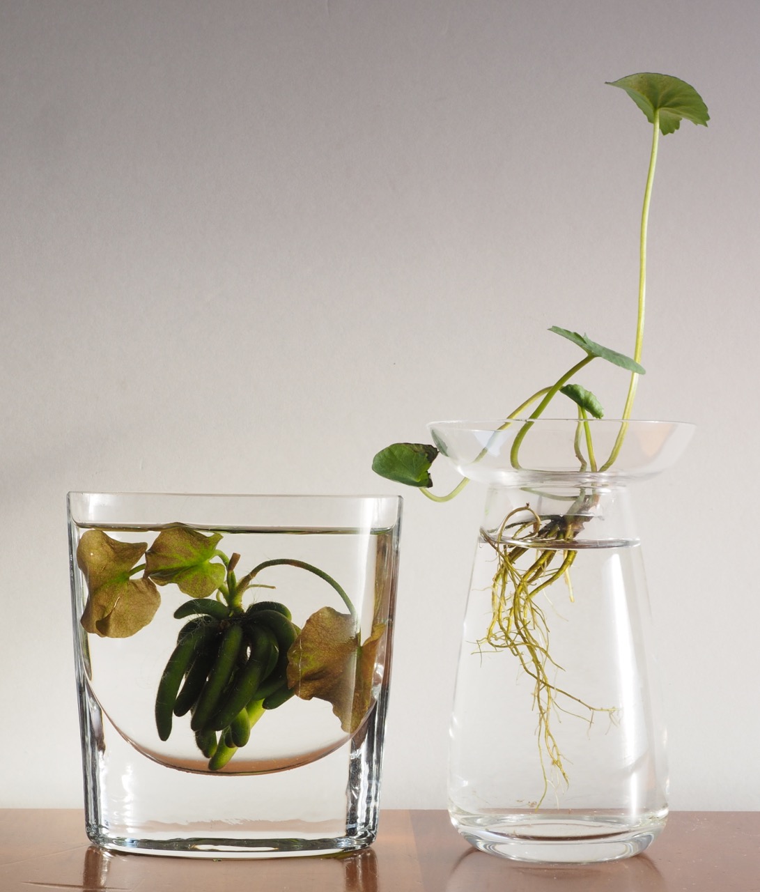 根の姿も楽しめる透明な花瓶 インテリア季節 クールシニアマガジン